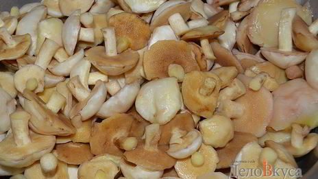 заготовка маслят