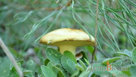 заготовка маслят