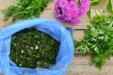 Заморозка кинзы на зиму