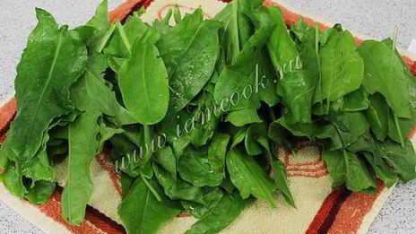 засолка щавеля на зиму