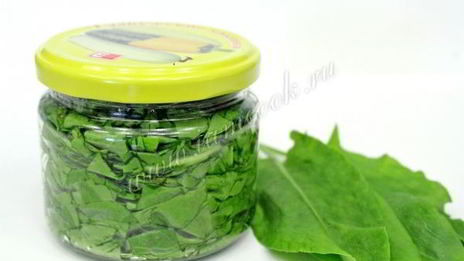 засолка щавеля на зиму