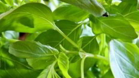 закуска капрезе